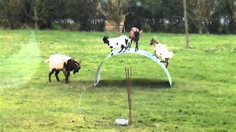 goats on sheet metal|WATCH: This Video Of Goats PIaying On A Metal .